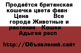 Продаётся британская кошечка цвета фавн › Цена ­ 10 000 - Все города Животные и растения » Кошки   . Адыгея респ.